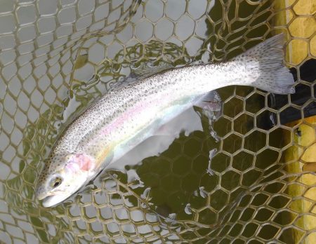 大安トラウトレイク釣果